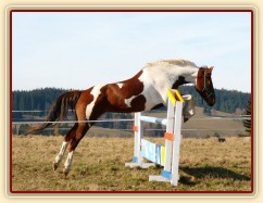 Osmiletá klisna Vikina, také velice stylová skokanka
