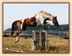 Osmiletá klisna Vikina, také velice stylová skokanka, oxer 120cm vysoký