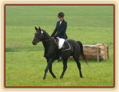 Carthago při opracování před drezurou, závody všestrannosti Humpolec