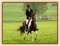 Vikina při opracování před drezurou, závody všestrannosti Humpolec