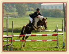 Vikina při opracování před parkurem, závody všestrannosti Humpolec