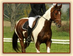 Vikina při drezurní úloze, závody všestrannosti Humpolec