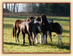 Nový člen stáda, dvouletý Irský Cob, v obležení