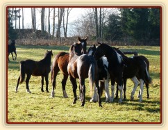 Nový člen stáda, dvouletý Irský Cob, v obležení