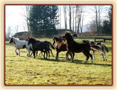 Nový člen stáda je centrem pozornosti