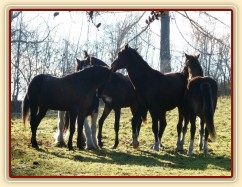 Nový člen stáda, dvouletý Irský Cob, v obležení
