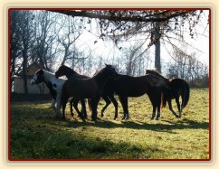 Nový kůň je potřeba ihned "ochutnat" :-)