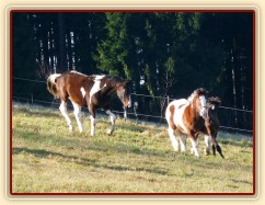 Nový člen stáda, půlroční Irský Cob, utíká před zvědavci