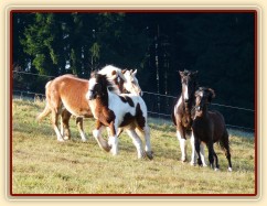 Nový člen stáda, půlroční Irský Cob, utíká před zvědavci
