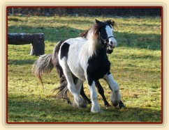 Dvouletý Irský Cob Virtuoso, nový člen stáda