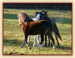 Nový člen stáda, dvouletý Irský Cob, v obležení