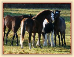 Nový člen stáda, dvouletý Irský Cob, v obležení