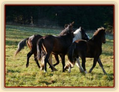 Nový člen stáda, dvouletý Irský Cob, v obležení