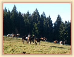 Všech 12 hřebců v pohybu:-)