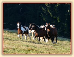 Nový člen stáda, půlroční Irský Cob, je sledován zvědavými hřebci