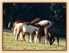 Nový člen stáda, dvouletý Irský Cob, v obležení