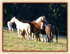 Nový člen stáda, dvouletý Irský Cob, v obležení
