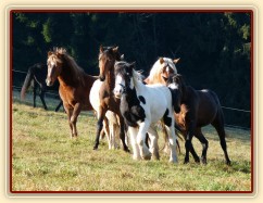Nový člen stáda, dvouletý Irský Cob, je následován zvědavými hřebci