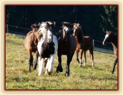 Nový člen stáda, dvouletý Irský Cob, se hned zalíbil ročnímu Hanoverovi, hned ho musel ochutnávat:-)
