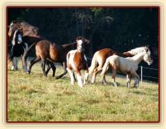 Při začleňování nových hřebců do stáda je vždy veselo:-)