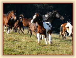 Nový člen stáda, půlroční Irský Cob Rockefella