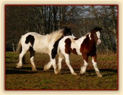 Noví členové stáda, Irští Cobové Virtuoso a Rockefella