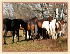 Hřebci na "valné hromadě" :-)