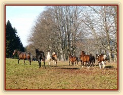 Při začleňování nových hřebců do stáda je vždy veselo:-)