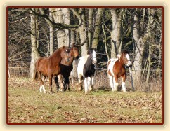 Noví členové stáda, Irští Cobové Virtuoso a Rockefella