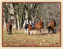 Noví členové stáda, Irští Cobové Virtuoso a Rockefella