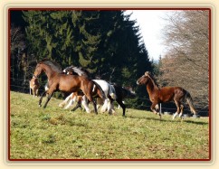 Při začleňování nových hřebců do stáda je vždy veselo:-)