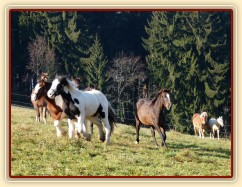Při začleňování nových hřebců do stáda je vždy veselo:-)