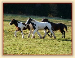 Noví členové stáda, Irští Cobové Virtuoso a Rockefella