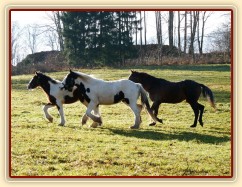 Noví členové stáda, Irští Cobové Virtuoso a Rockefella