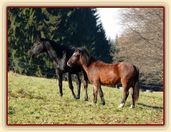 Šéf stáda, čtyřletý trakén Carthago a jeho věrný společník, roční Welsh Part-Bred Gimli