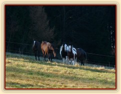 Noví členové stáda, Irští Cobové Virtuoso a Rockefella