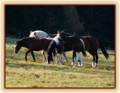 Po chvíli se už někteří hřebci o nově příchozí přestali zajímat...