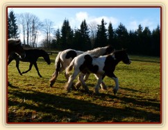 Noví členové stáda, Irští Cobové Virtuoso a Rockefella