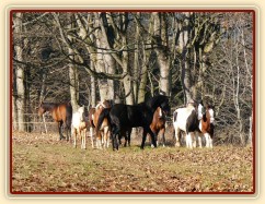 Noví členové stáda, Irští Cobové, jsou následování šéfem stáda, čtyřletým trakénem Carthagem