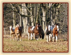 Noví členové stáda, Irští Cobové, za nimi skupinka zvědavých hřebců