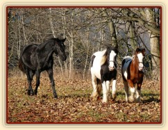 Noví členové stáda, Irští Cobové, jsou následování šéfem stáda, čtyřletým trakénem Carthagem