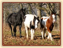 Noví členové stáda, Irští Cobové, jsou následování šéfem stáda, čtyřletým trakénem Carthagem