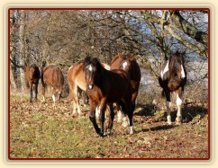 Po chvíli se už někteří hřebci o nově příchozí přestali zajímat...