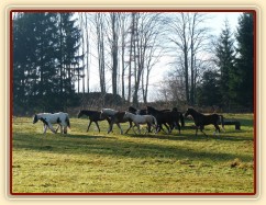 Noví členové stáda, Irští Cobové, vedou procesí ostatních hřebců