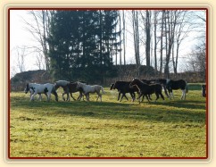 Noví členové stáda, Irští Cobové, vedou procesí ostatních hřebců