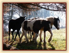 Noví členové stáda, Irští Cobové, jsou následování šéfem stáda, čtyřletým trakénem Carthagem