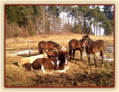Stádo hřebců odpočívá, jsou skladní:-)