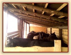 Stádo hřebců v přístřešku, aneb hlava na hlavě:-)