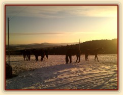Stádo klisen při východu slunce