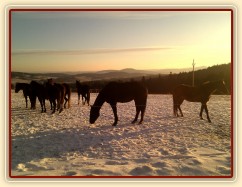 Stádo klisen při východu slunce